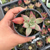 Echeveria Red Psyche