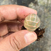 Crassula Barklyi
