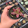 Echeveria Red Psyche