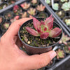 Echeveria Red Psyche