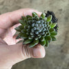 Sinocrassula Yunnanensis (Chinese Jade)