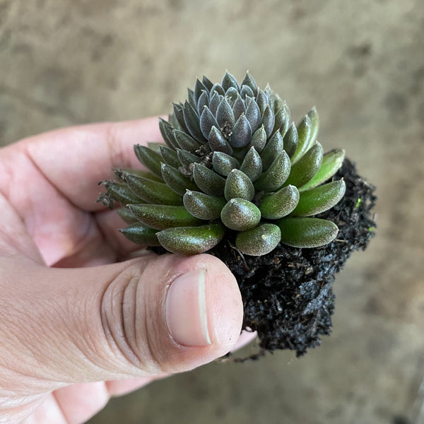 black chinese jade succulent Sinocrassula Yunnanensis (Chinese Jade) – LET LOVE GROW (Succulent & Cactus)