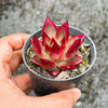 Echeveria Red Psyche