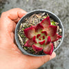 Echeveria Red Psyche
