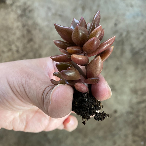 chocolate moonstone succulent x Lenopetalum 'Chocolate' (Single head) – LET LOVE GROW (Succulent & Cactus)