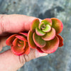 Sedum makinoi 'Tundra Tornado' ( 2x CUTTINGS )