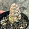 Crassula Barklyi