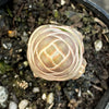 Crassula Barklyi