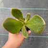 Echeveria 'Fireball' (1 x CUTTING)