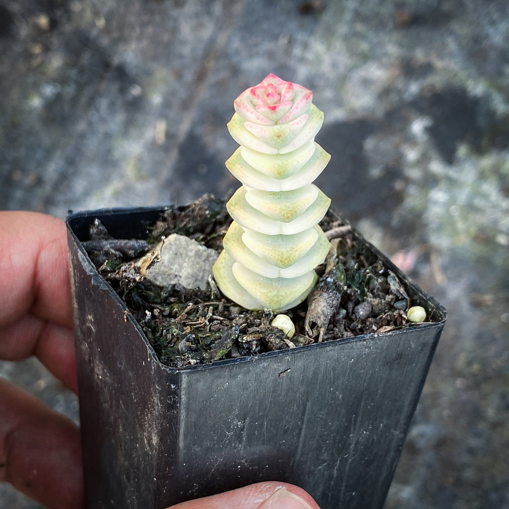 Crassula 'FANTASY' - C. Baby Necklace Variegated (XXS)