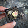 Crassula 'FANTASY' - C. Baby Necklace Variegated (XXS)
