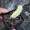 Crassula 'FANTASY' - C. Baby Necklace Variegated (XXS)