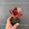 Echeveria 'Fireball' (1 x CUTTING)