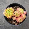 Echeveria setosa 'Glitters'