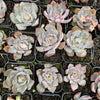 Echeveria Dark Ice