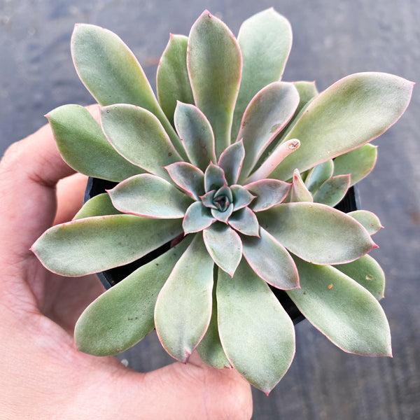 fantastic fountain succulent Echeveria 'Fantastic Fountain' – LET LOVE GROW (Succulent & Cactus)