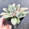 Echeveria 'Fantastic Fountain'