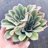 Echeveria 'Fantastic Fountain'
