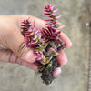 Crassula capitella ssp thyrsiflora variegated (The Pyramid Variegated)