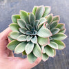Echeveria 'Fantastic Fountain'