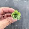 Aeonium aureum aka. Greenovia Aurea (XXS)
