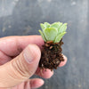 Aeonium aureum aka. Greenovia Aurea (XXS)