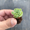 Aeonium aureum aka. Greenovia Aurea (XXS)