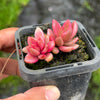 Lenopetalum Chocolate and Strawberries (2 HEADS)