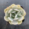 Echeveria 'Holly Gate'