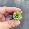 Aeonium aureum aka. Greenovia Aurea (XXS)