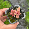 Lenopetalum Chocolate and Strawberries (2 HEADS)