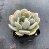 Echeveria 'Holly Gate'