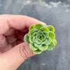 Aeonium aureum aka. Greenovia Aurea (XXS)