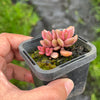 Lenopetalum Chocolate and Strawberries (2 HEADS)