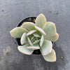Echeveria 'Holly Gate'