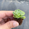 Aeonium aureum aka. Greenovia Aurea (XXS)