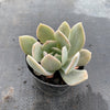 Echeveria 'Holly Gate'