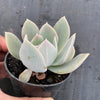 Echeveria 'Holly Gate'