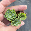 Aeonium aureum aka. Greenovia Aurea (XXS)