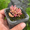 Lenopetalum Chocolate and Strawberries (2 HEADS)
