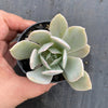 Echeveria 'Holly Gate'
