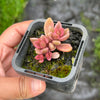 Lenopetalum Chocolate and Strawberries (2 HEADS)
