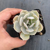Echeveria 'Holly Gate'