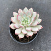 Echeveria 'Violet magic'