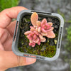 Lenopetalum Chocolate and Strawberries (2 HEADS)