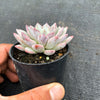 Echeveria 'Violet magic'