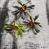 Aeonium 'Big Bang' (1 x CUTTING)