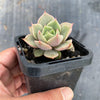 Echeveria 'Lily'