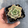 Echeveria 'Lily'