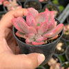 Graptoveria Mrs Richards Variegated